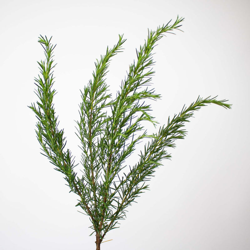 Fresh Cut Rosemary Herb Wholesale