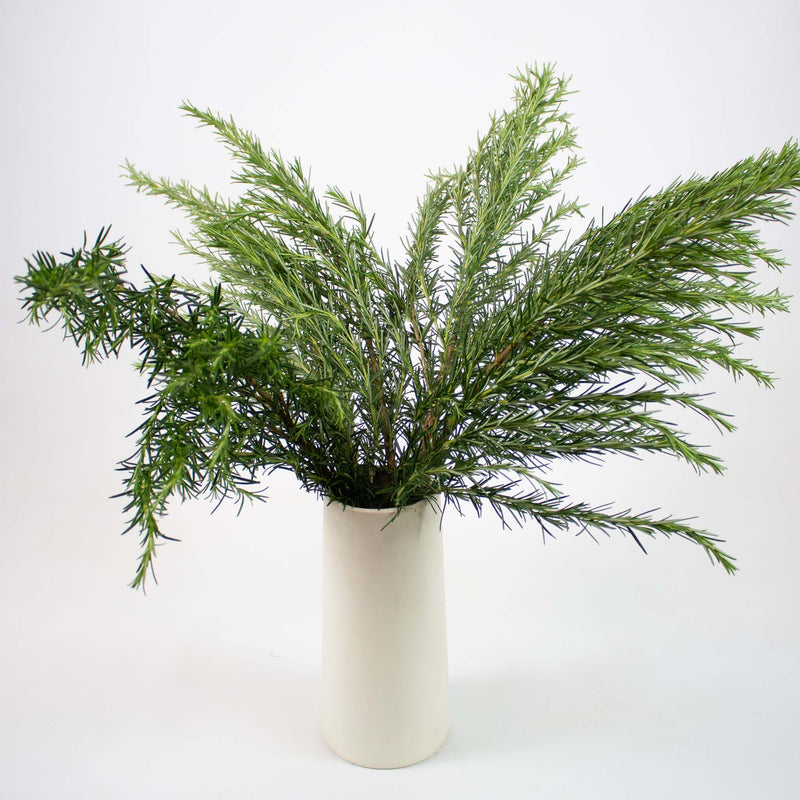 Fresh Cut Rosemary Herb Wholesale