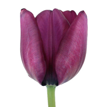 Ronaldo Purple Tulip Wholesale Flower Up close