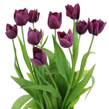Ronaldo Purple Tulip Wholesale Flower In a vase