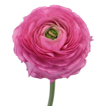 Hot Pink Italian Cloony Ranunculus