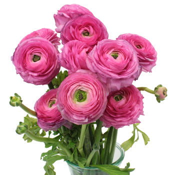 Hot Pink Italian Cloony Ranunculus