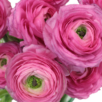 Hot Pink Italian Cloony Ranunculus