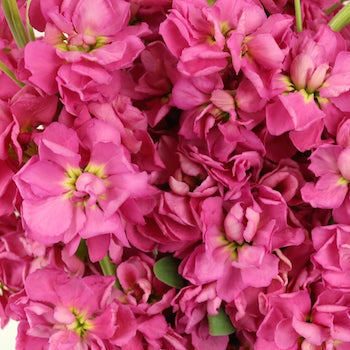 Rose Pink Stock Wholesale Flower Upclose