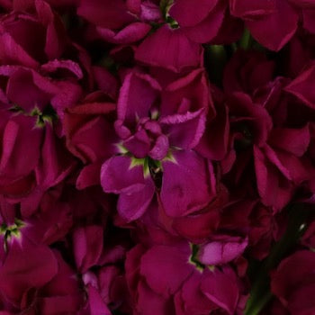 Roseberry Stock Wholesale Flower Upclose