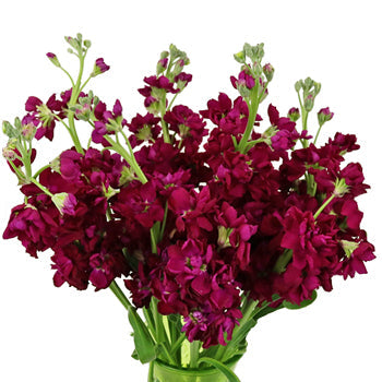 Roseberry Stock Wholesale Flower In a vase