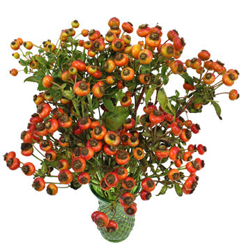 Wholesale greenery fresh cut rose hips filler flower bunch sold as bulk