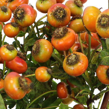 Wedding greenery fresh cut rose hips filler flowers sold near me
