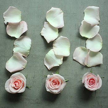 Roses and Petals Light Pink DIY Flower Kit Flatlay