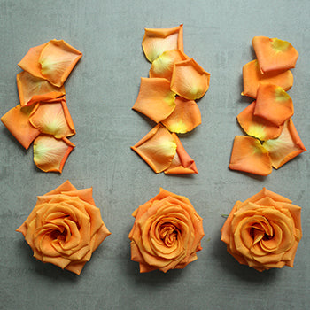 Roses and Petals Orange DIY Flower Kit Flatlay