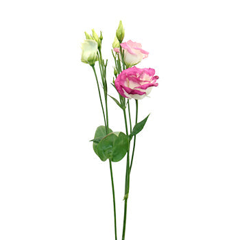 Pink Tipped Lisianthus Bulk Flowers