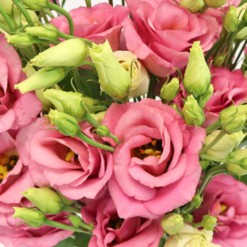 Hues of Pink Lisianthus Bulk Flower