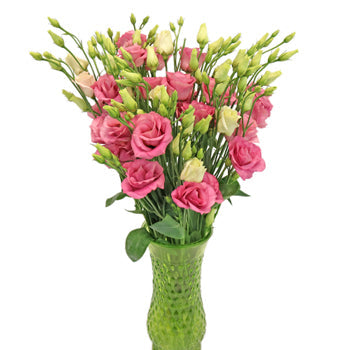 Hues of Pink Lisianthus Bulk Flower