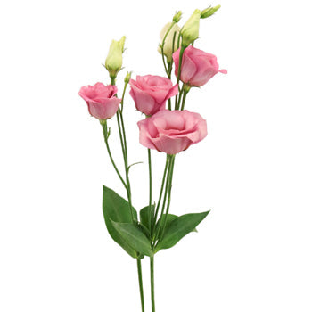 Hues of Pink Lisianthus Bulk Flower
