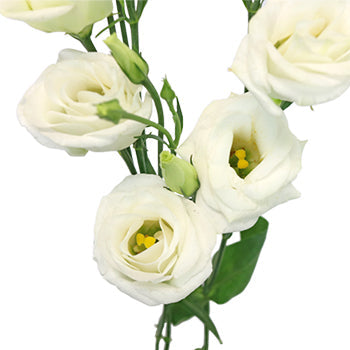 White Mini Lisianthus Wedding Flower
