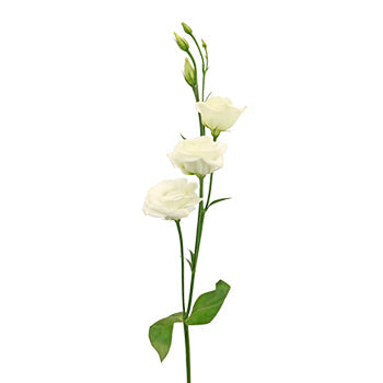 White Mini Lisianthus Wedding Flower