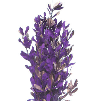 Royal Purple Tinted Integrafolia Filler
