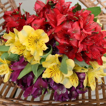 Save the Alstroemeria Flowers
