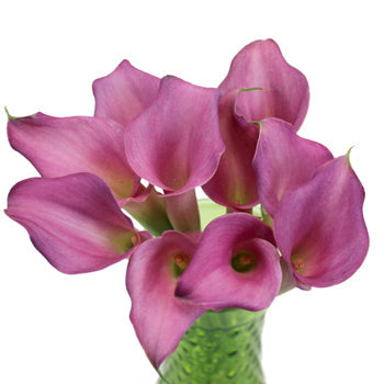 Deep Lavender Mini Calla Lily Flower