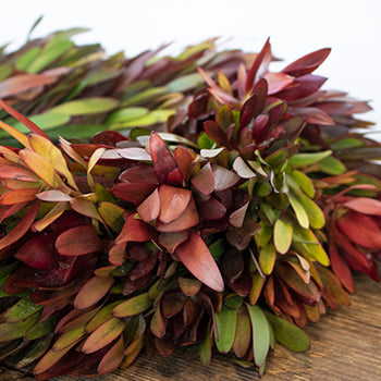 Prime Day Fresh Safari Sunset Fall Wreath