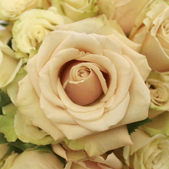 Sahara Cream Rose Up Close