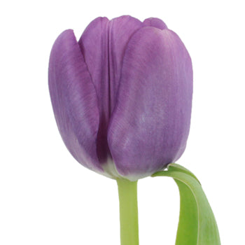 Saigon Purple Tulip Wholesale Flower Up close