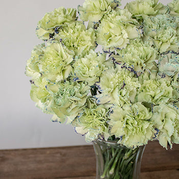 Sailor Blue and Green in a vase Close Up