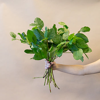 Fresh cut greenery salal leaf