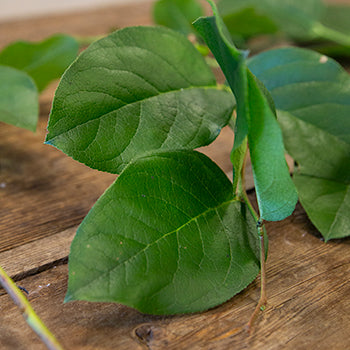 Wholesale greenery salal lemon leaf sold near me