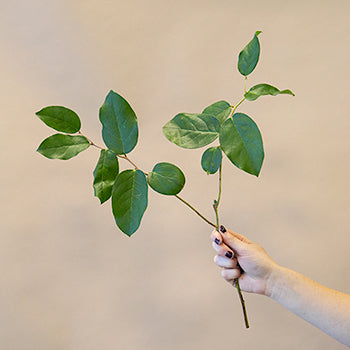 Single stem salal lemon leaf greenery sold as bulk for delivery