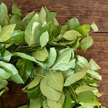 Prime Day Fresh Salal Wreaths