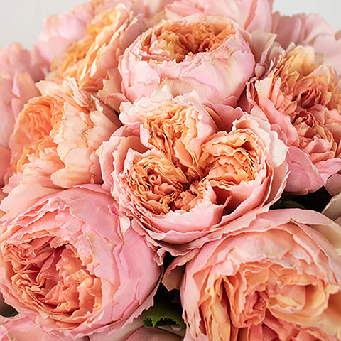 Miso Pretty Garden Wholesale Rose Bunch in a hand