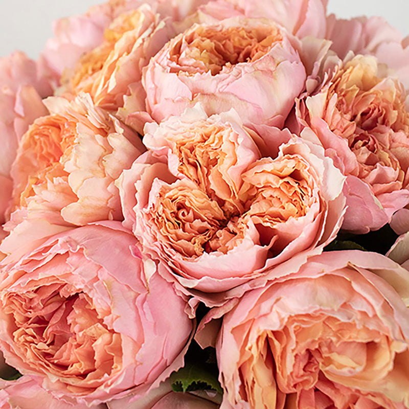 Miso Pretty Garden Wholesale Rose Bunch in a hand
