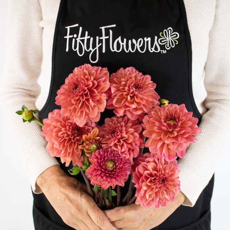 Salmon Dahlia Flower Bunch in Hand