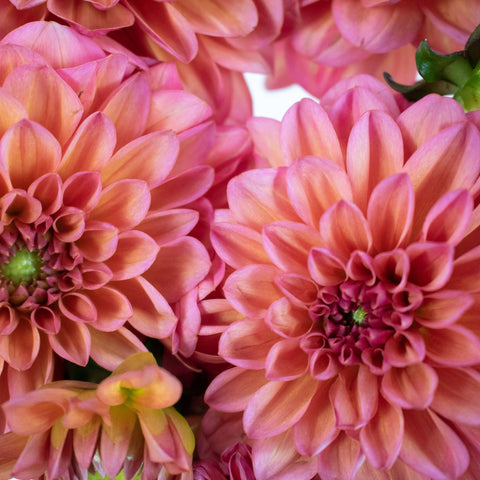 Salmon Dahlia Flower Up Close