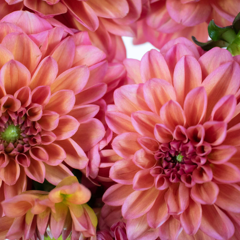 Salmon Dahlia Flower Up Close