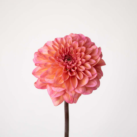 Salmon Dahlia Flower Stem