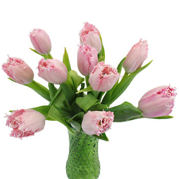 Santander Pink Fringed Tulip Wholesale Flower In a vase