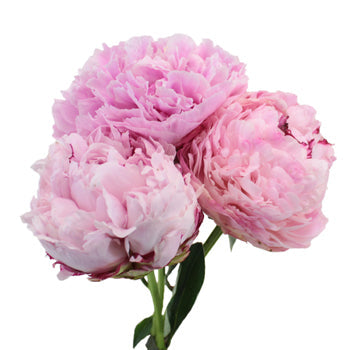 Sarah Bernhardt Light Pink Wholesale Peony Bloom