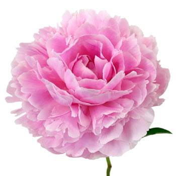 Sarah Bernhardt Light Pink Wholesale Peony Bloom