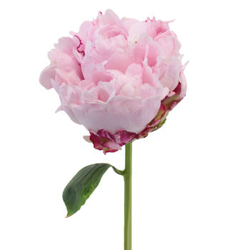 Sarah Bernhardt Light Pink Peony Side Stem View