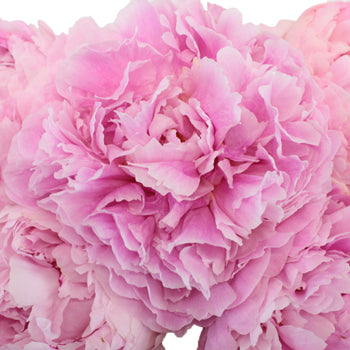 Sarah Bernhardt Light Pink Peonies up close