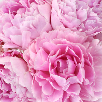 Sarah Bernhardt Light Pink Peonies up close