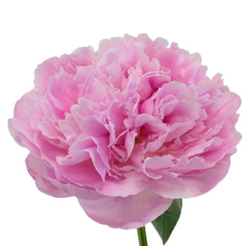 Sarah Bernhardt Light Pink Peony Stem