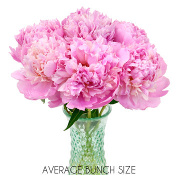 Sarah Bernhardt Light Pink Peony in a vase