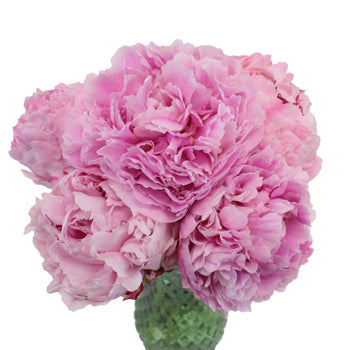 Sarah Bernhardt Light Pink Peony in a vase