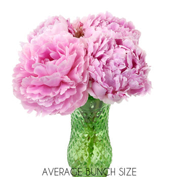 Sarah Bernhardt Light Pink Peony in a vase