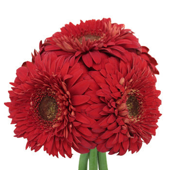 Bright Red Gerrondo Daisy Flowers