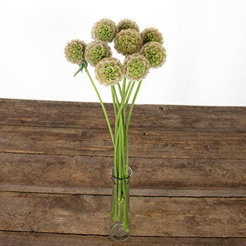 Scabiosa Pods Filler Flower