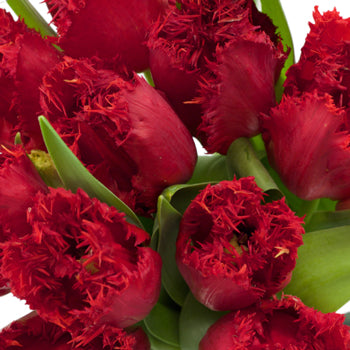 Scarlet Frill Wedding Tulip in a Bunch